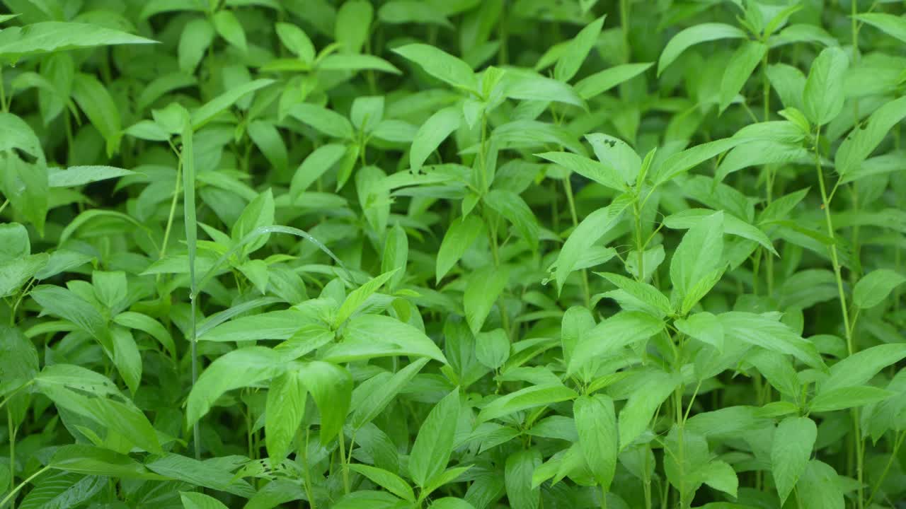 Jute has been cultivated in vast fields.