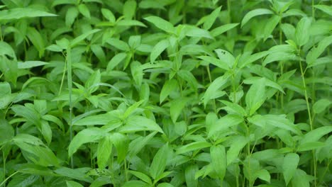 jute has been cultivated in vast fields.