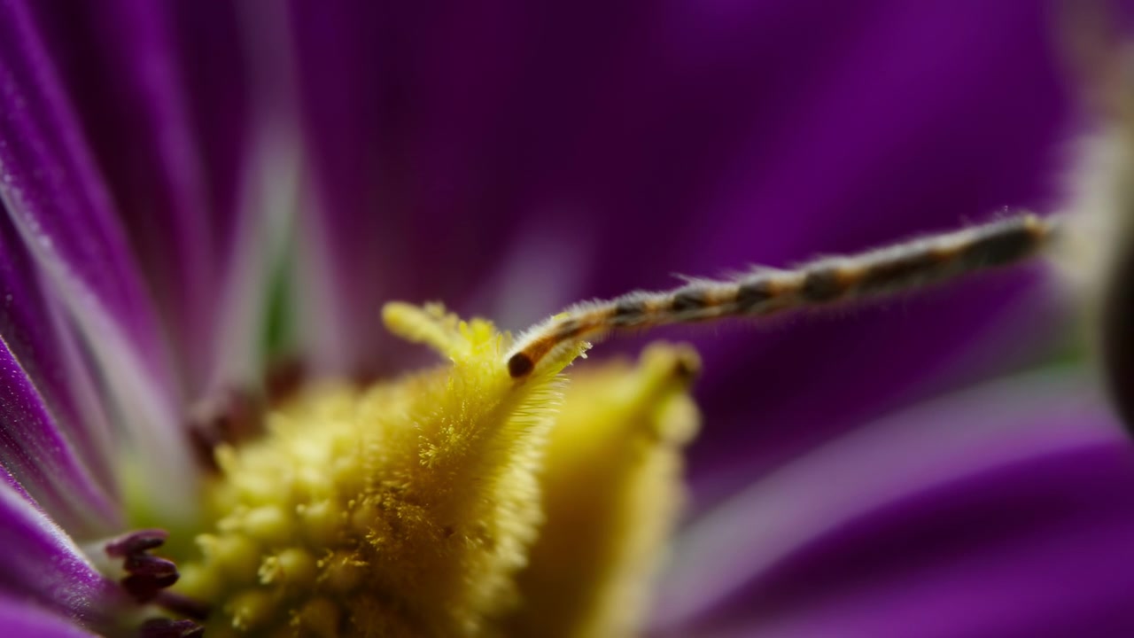 Uno splendido time lapse di un fiore viola che sboccia in un sereno ambiente naturale, mostrando colori vividi e petali in primo piano. Questo video cattura magnificamente l'essenza della natura e della botanica