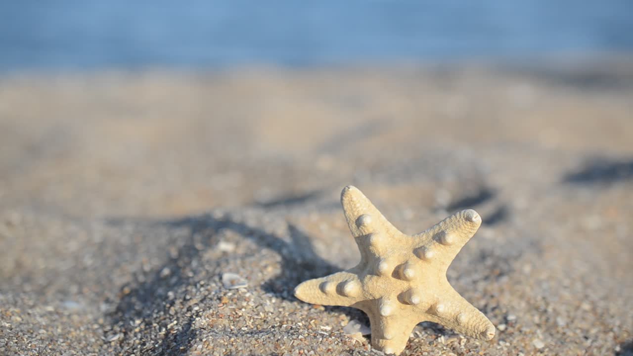 Sea cockleshells against the background of the sea. Shooting on the beach