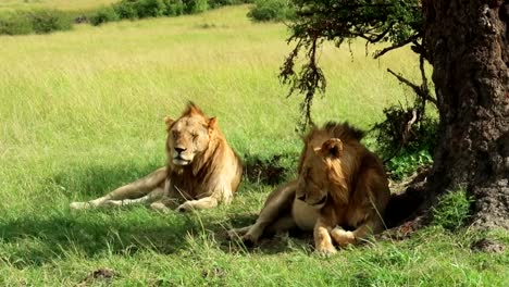 Full-shot-of-two-tired-sleepy-male-lions-closing-eyes-under-tree-shade