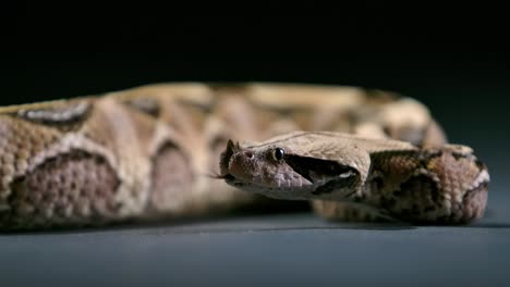 gaboon viper flicking tongue slomo low angle - studio