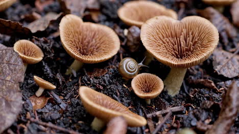 mushrooms and a snail on the forest floor