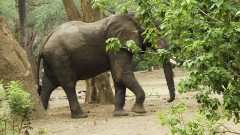 African-elephant-bull-walks-left-to-right-through-an-acacia-forest-with-old-trees