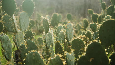 Cactus-Silvestres-Plantas-De-Cactus-Con-Espinas-Espinosas-Bajo-La-Hermosa-Luz-Del-Sol