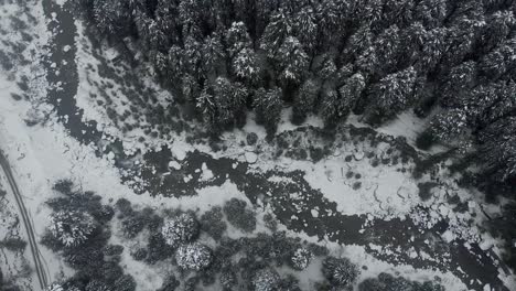 aerial top-down shot of beas river dividing the large pine tree forest and old-manali town covered with snow right after a heavy snowfall during the winters shot with a drone in 4k