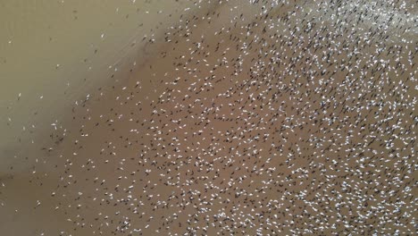 antena sobre aves migratorias blancas murmuración sobre la superficie del agua de mar