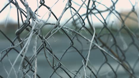 Wire-mesh-fence-with-dry-plant-stems-moving-on-wind-on-background-fenced-area