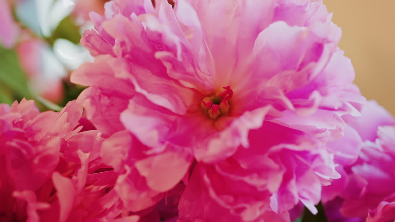 Close up of pink roses with a blurred background