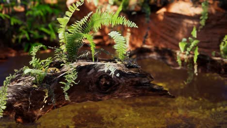 estanque dorado tropical con rocas y plantas verdes
