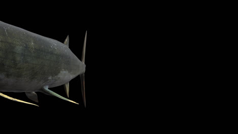 xiphactinus swims towards