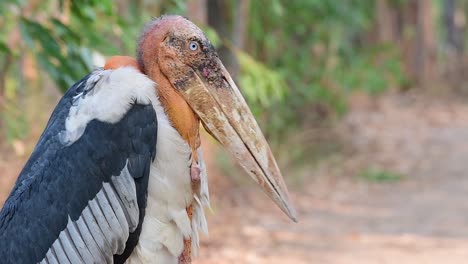 greater adjutant, leptoptilos dubius, buriram, thailand