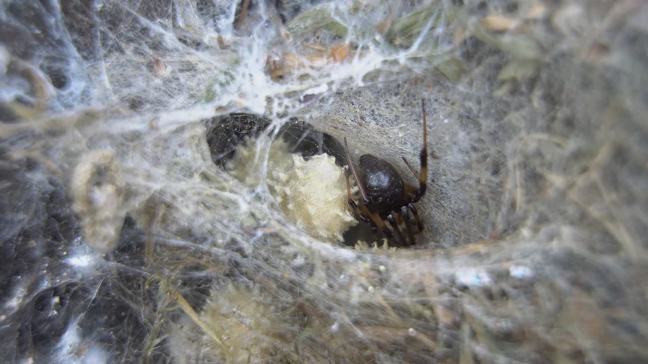 Closeup of an adult Latrodectus geometricus spider on its web.