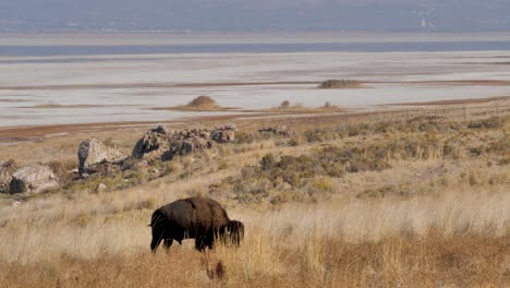 gran bisonte americano macho o búfalo pastando en la hierba con las salinas de la isla antelope, utah en el fondo