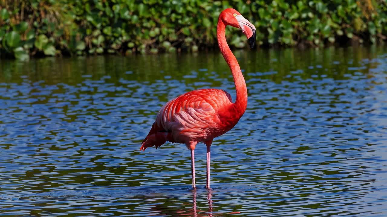 A vibrant flamingo stands in calm water, captured from a low angle