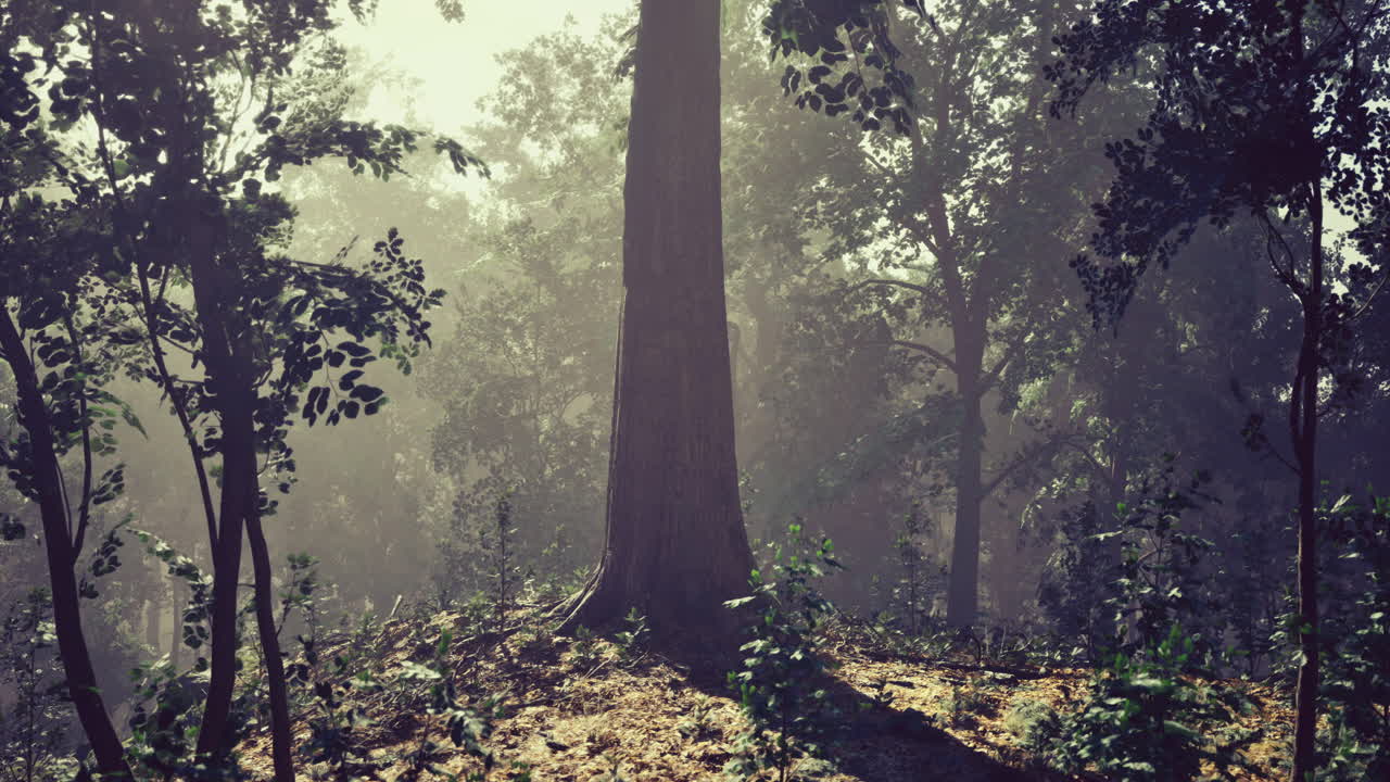 Sunlight filtering through trees in a lush forest during morning hours