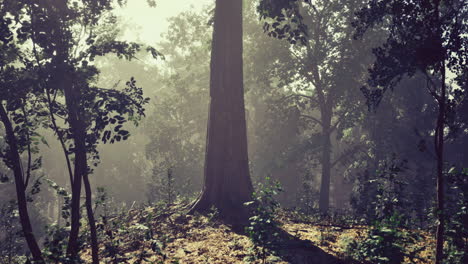 sunlight filtering through trees in a lush forest during morning hours