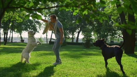 Un-Hombre-Guapo-Entrena-Un-Truco-De-Perro-En-Un-Día-Soleado-En-El-Parque-De-La-Ciudad.-Soporte-Para-Mascotas-Sobre-Las-Patas-Traseras