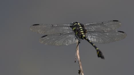 the common flangetail dragonfly is commonly seen in thailand and asia