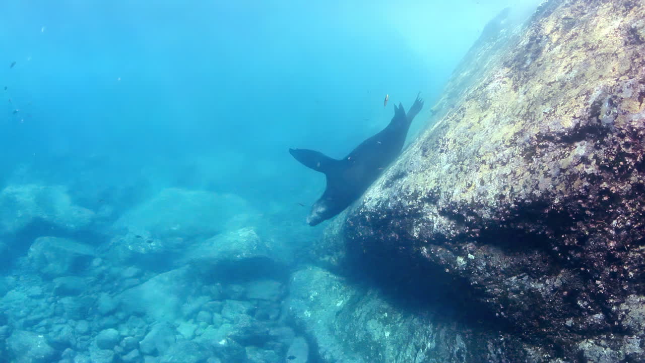 Sea lions in their natural habitat