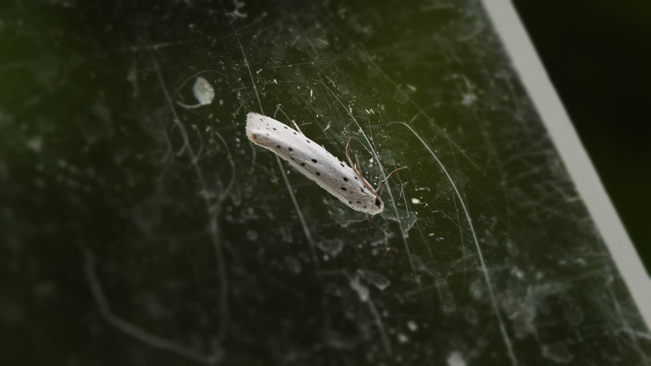 Ermine moth, Yponomeutidae, resting on glass