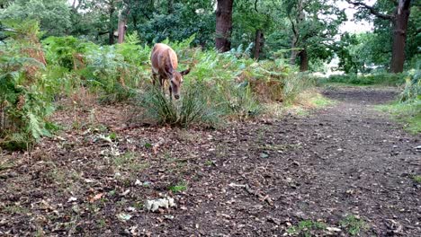 una cierva se ve muy cerca en un área rodeada de árboles