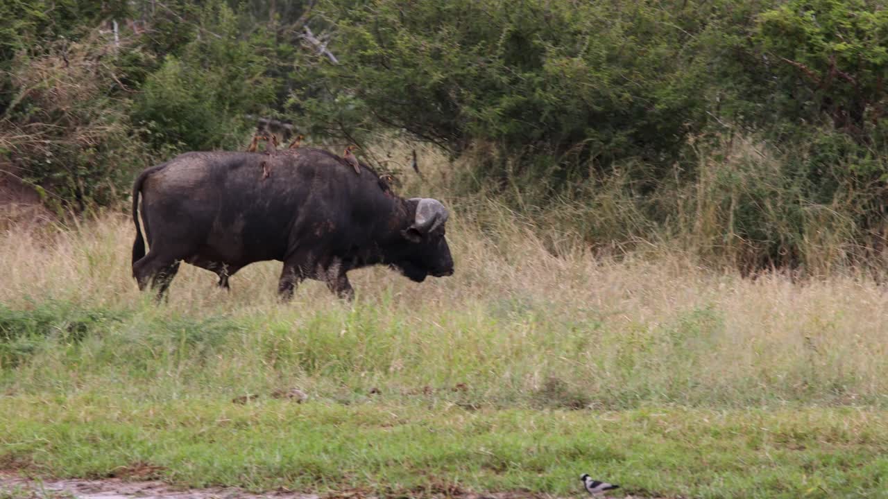 Big Cape Buffalo Bull walk away from watering hole with Red billed Oxpeckers on its back