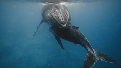 humpback whales resting in the tropical breeding grounds of vava'u tonga