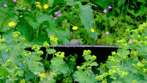 Kleiner-Vogel,-Der-In-Einem-Vogelbad-Im-Britischen-Garten-Trinkt-Und-Sich-Wäscht