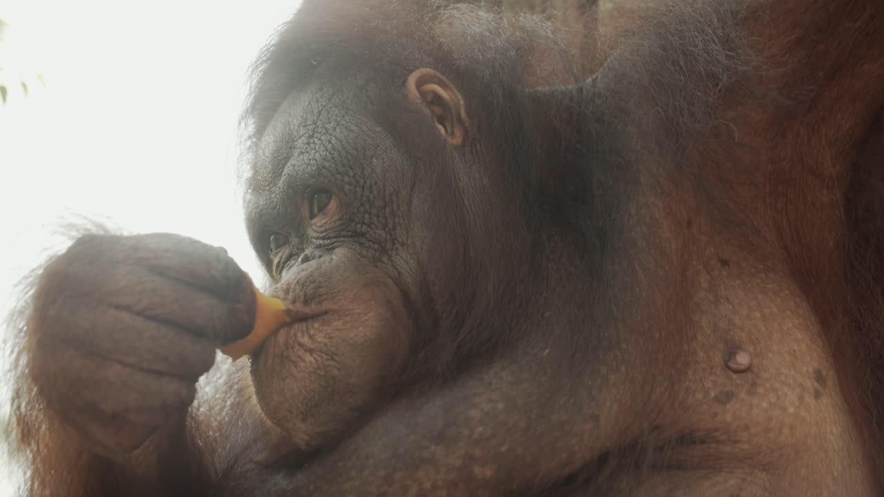 el orangután a la luz del sol parece disfrutar de una gran fruta