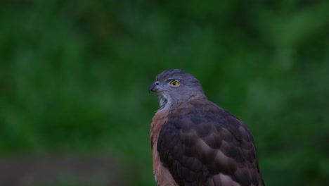 head turning to the left side of the frame and looking center upwards, chinese sparrowhawk accipiter soloensis, thailand