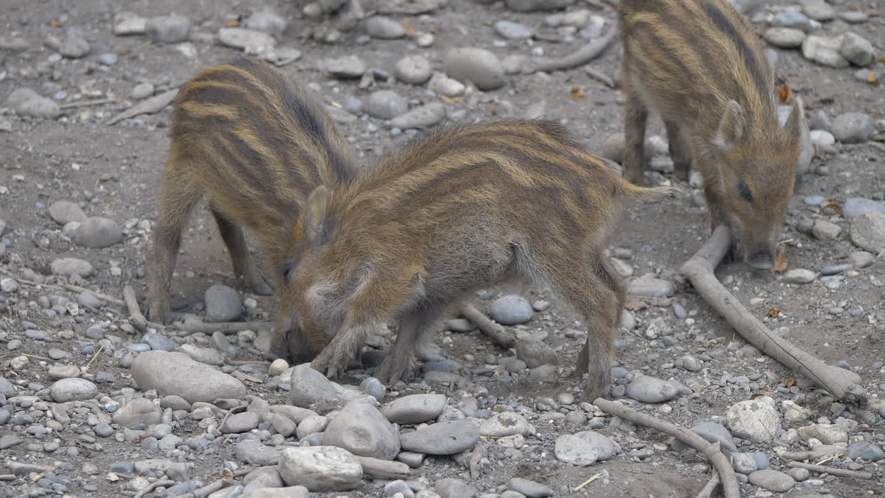 바위가 많은 땅에서 먹이를 구하는 귀여운 갈색 멧돼지 - 돌과 조약돌 사이를 파다 - 가까이