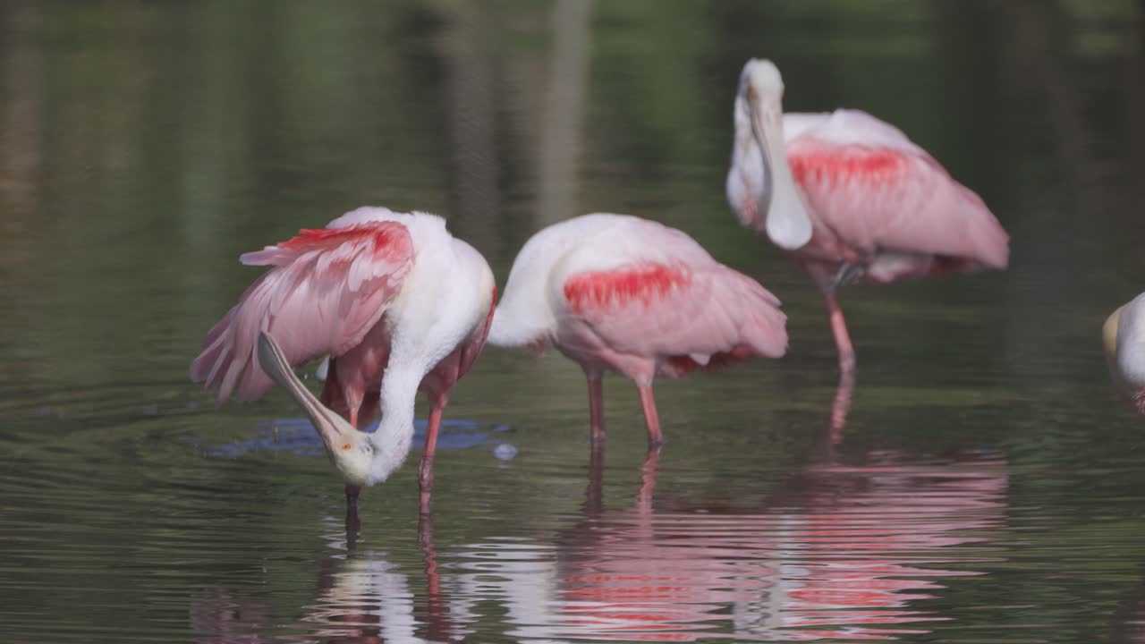 cucharaditas rosadas vadeando en el agua y aseándose en el estanque de florida
