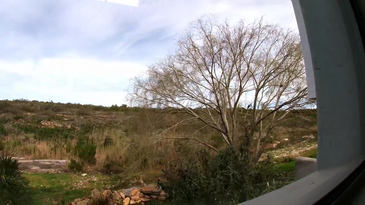 Timelapse of a large willow tree near a river with clouds moving across a blue sky