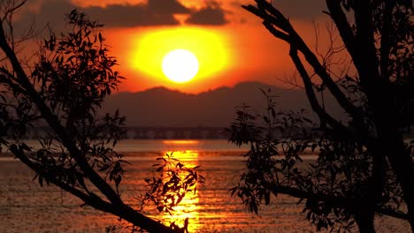 vista del atardecer del árbol de mangle