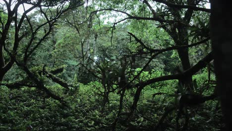 Moviéndose-A-Través-De-La-Vegetación-Tropical-En-Panamá