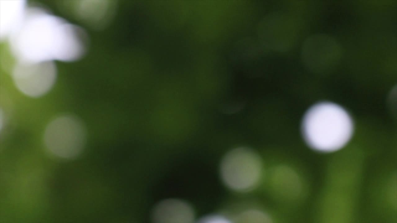 spostandosi su sfondo verde bokeh dalla foresta naturale