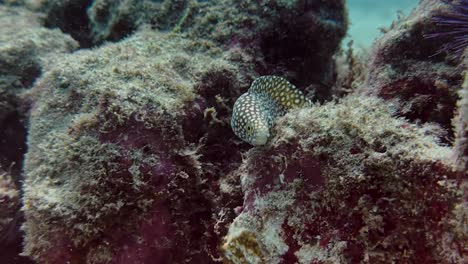 Morena-De-Boca-Blanca-Caza-En-Una-Cueva-Rodeada-Por-Un-Arrecife-De-Coral-En-El-Fondo-Del-Océano-De-Cerca