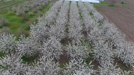 prunus avium flowering cherry. cherry flowers on a tree branch