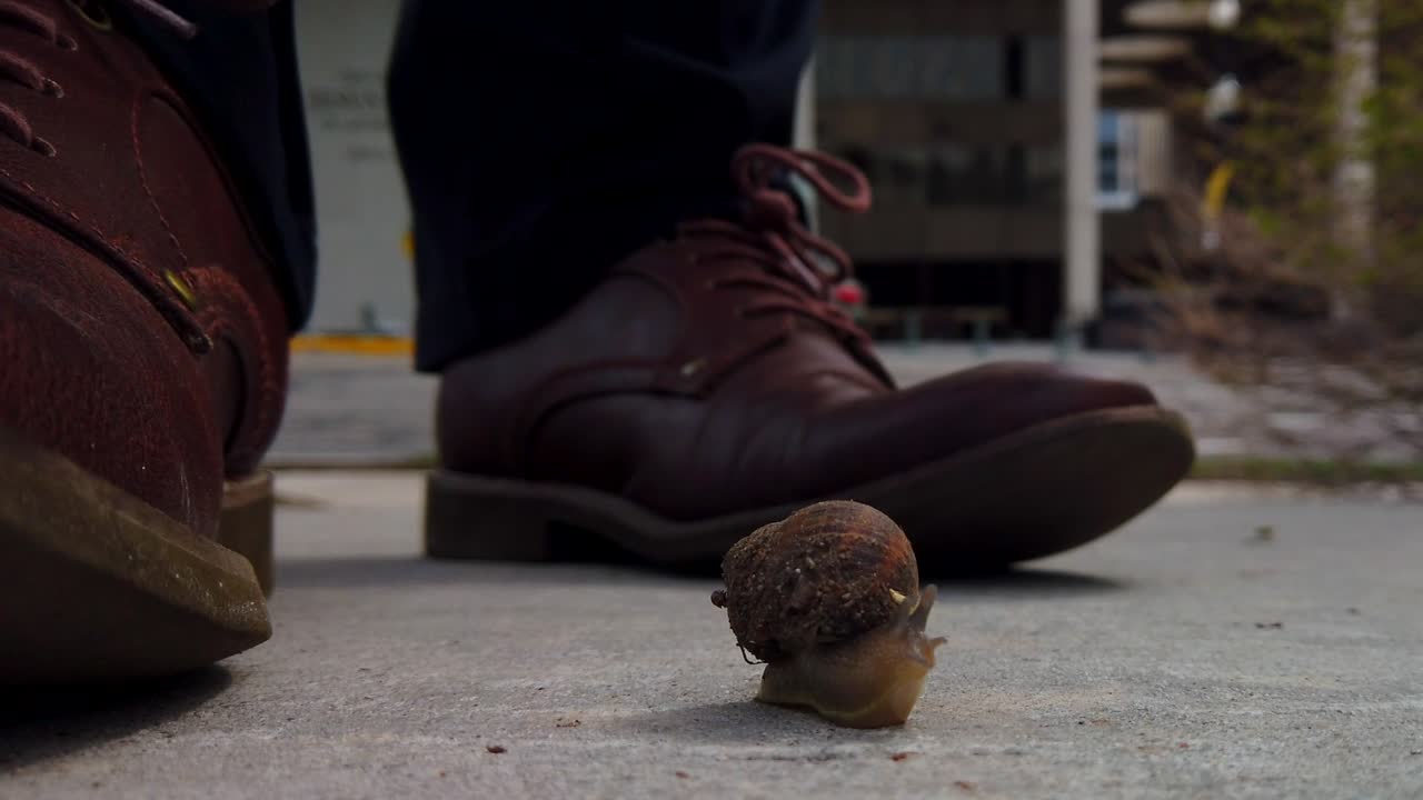 un caracol en la acera en medio de una ciudad casi siendo aplastado