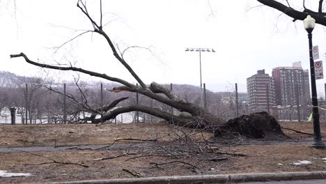 Uprooted-tree-in-Montreal-park-during-winter