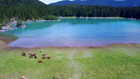 caballos pastando en el campo verde. lago lago di fusine superior italia alpes. vuelos aéreos de drones fpv.