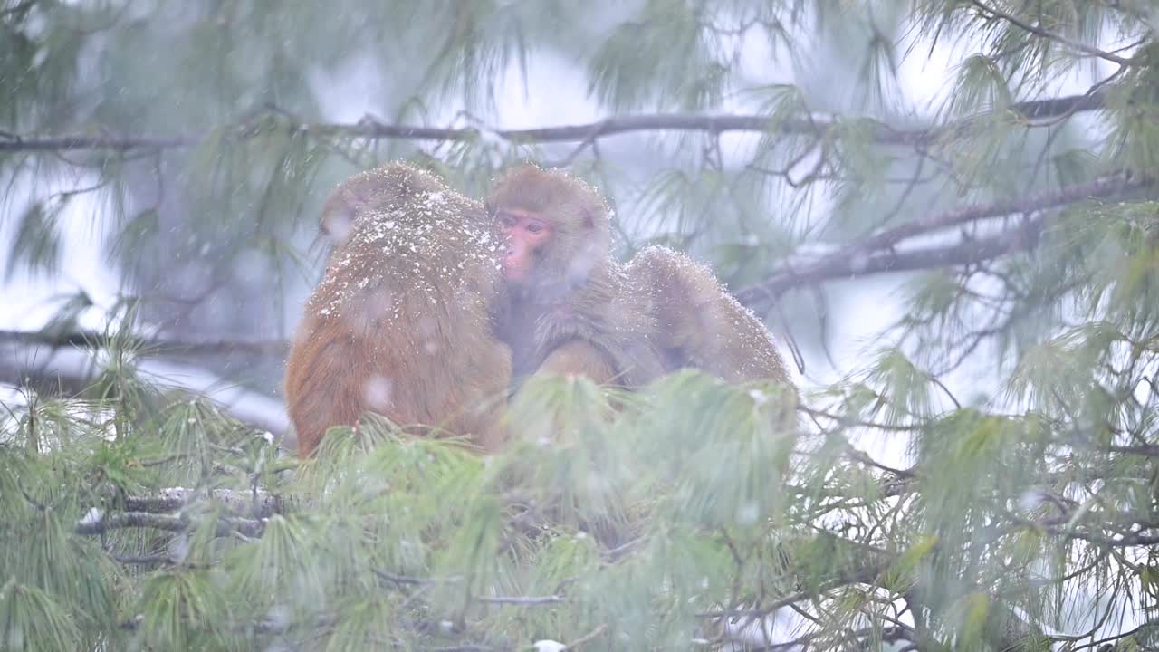 familia de macacos rhesus sentados en un árbol en nevadas