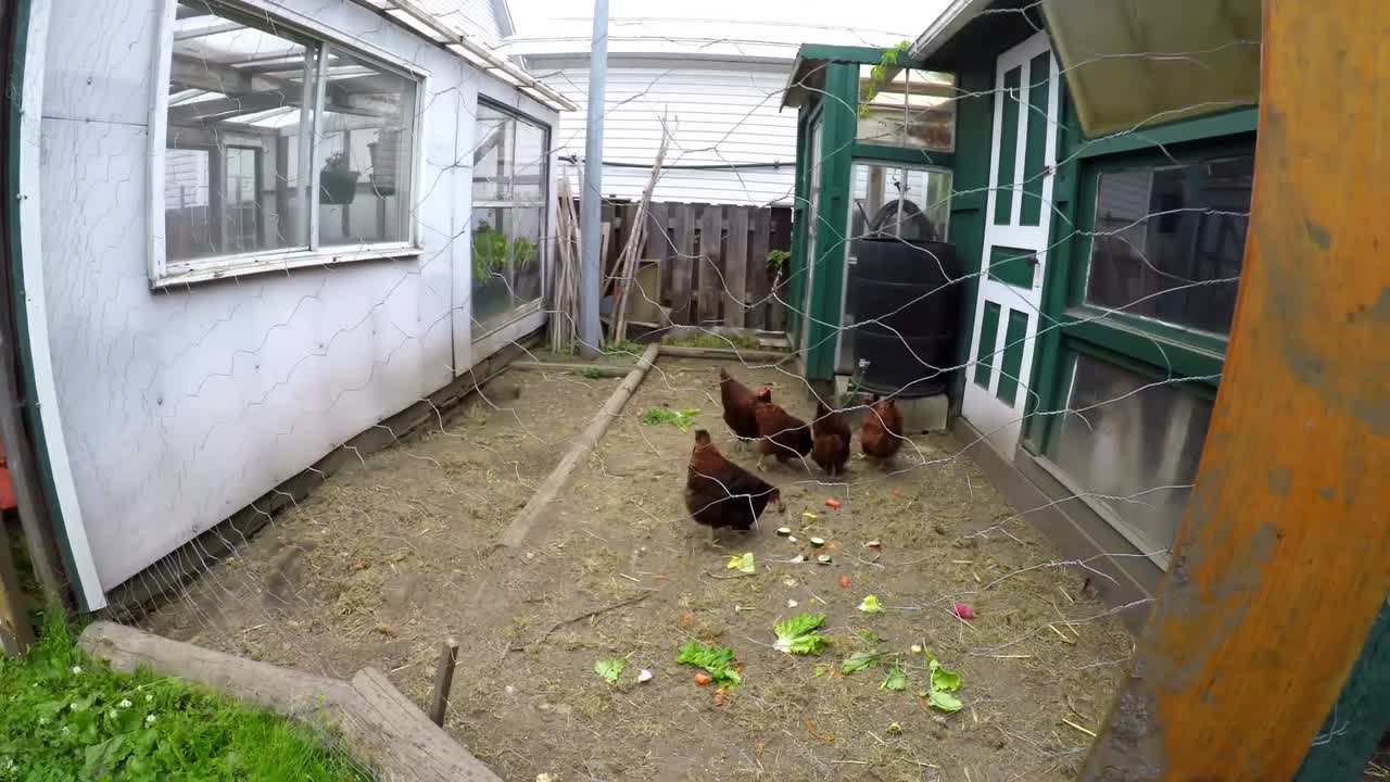 Farmer feeding hen in hen house 4k