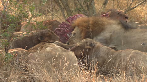 pride of lions devouring carcass in african savannah