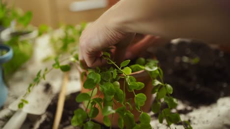 Crop-female-gardener-planting-kiereweed