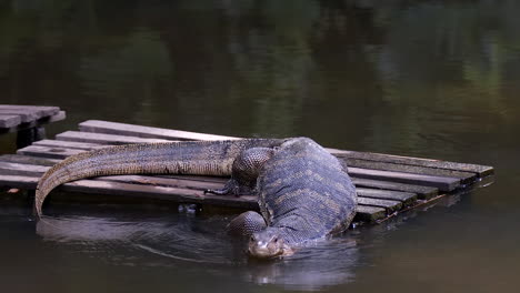 Un-Enorme-Lagarto-Monitor-De-Agua-Malasio,-Acostado-En-Una-Balsa-De-Madera-Bajando-Lentamente-Por-El-Estanque-En-Un-Parque-En-Singapur---Tiro-De-Cerca