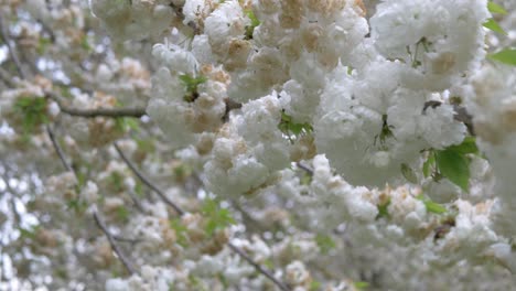 Weiße-Kirschbäume-Blühen-Im-Frühling