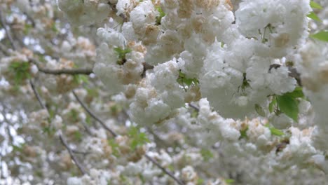 los cerezos blancos florecen en primavera