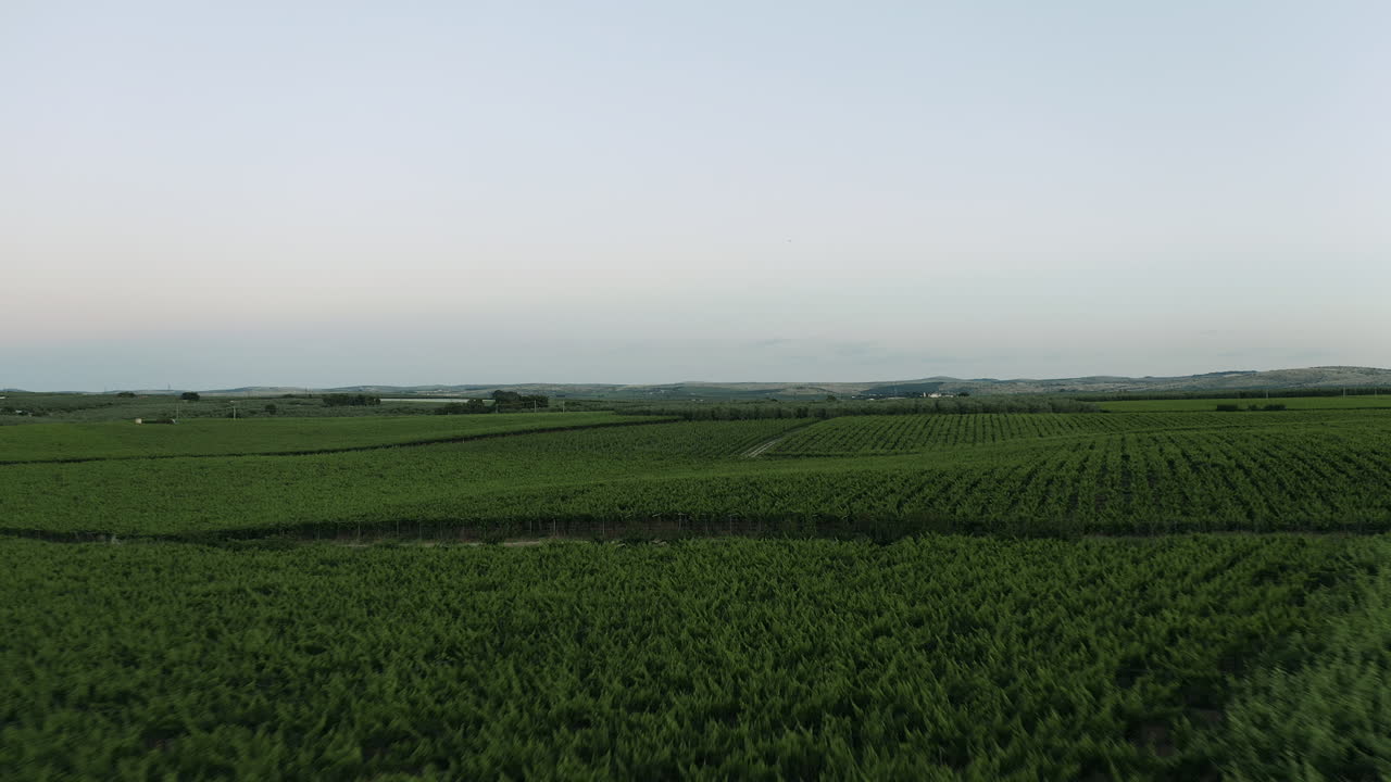 A vineyard plant field view in Apulia region, Italy.